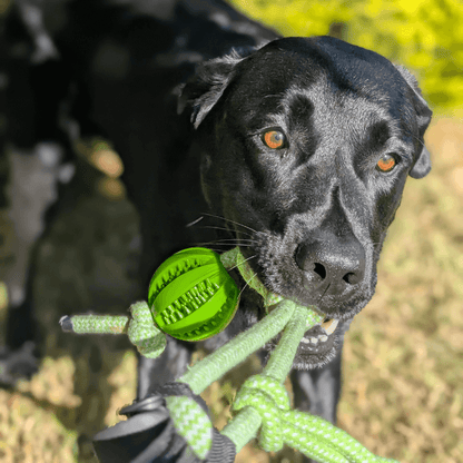 EssencePet™ Bungee Tug Toy