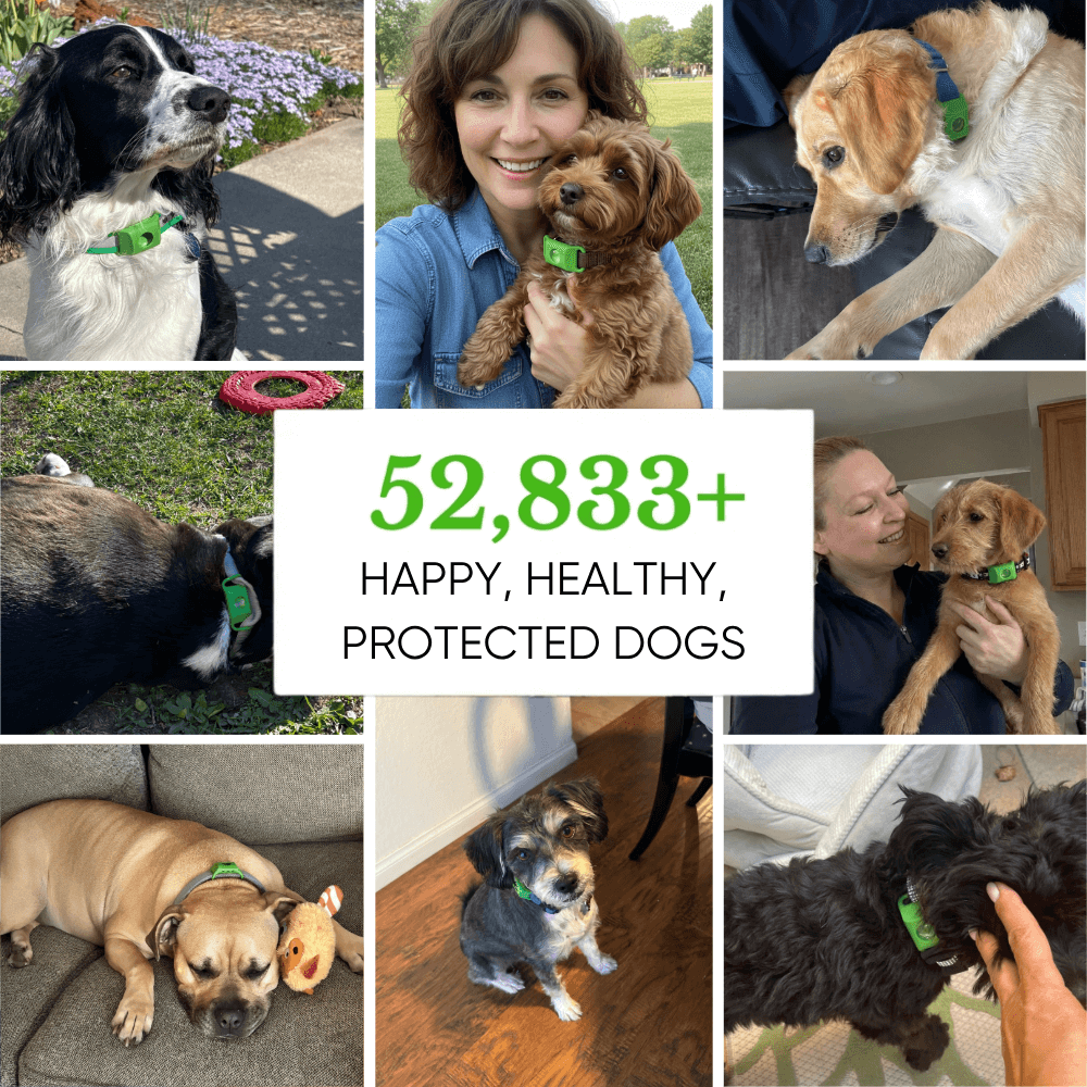 EssencePet™ 12 Months of Natural Flea & Tick Protection for Dogs