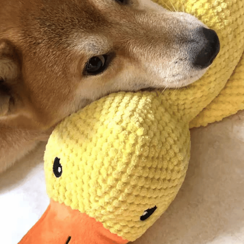 files/MellowDuck_Review2.png
